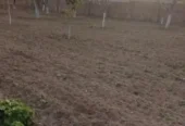تیلر زدن زمین علف زنی و مقنی چاه کندن جای شمع
