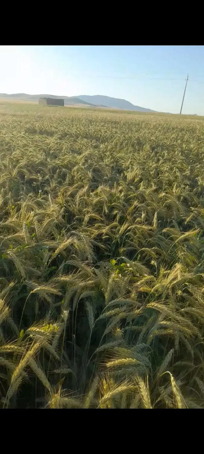 گندم اوکراینی برای بذر
