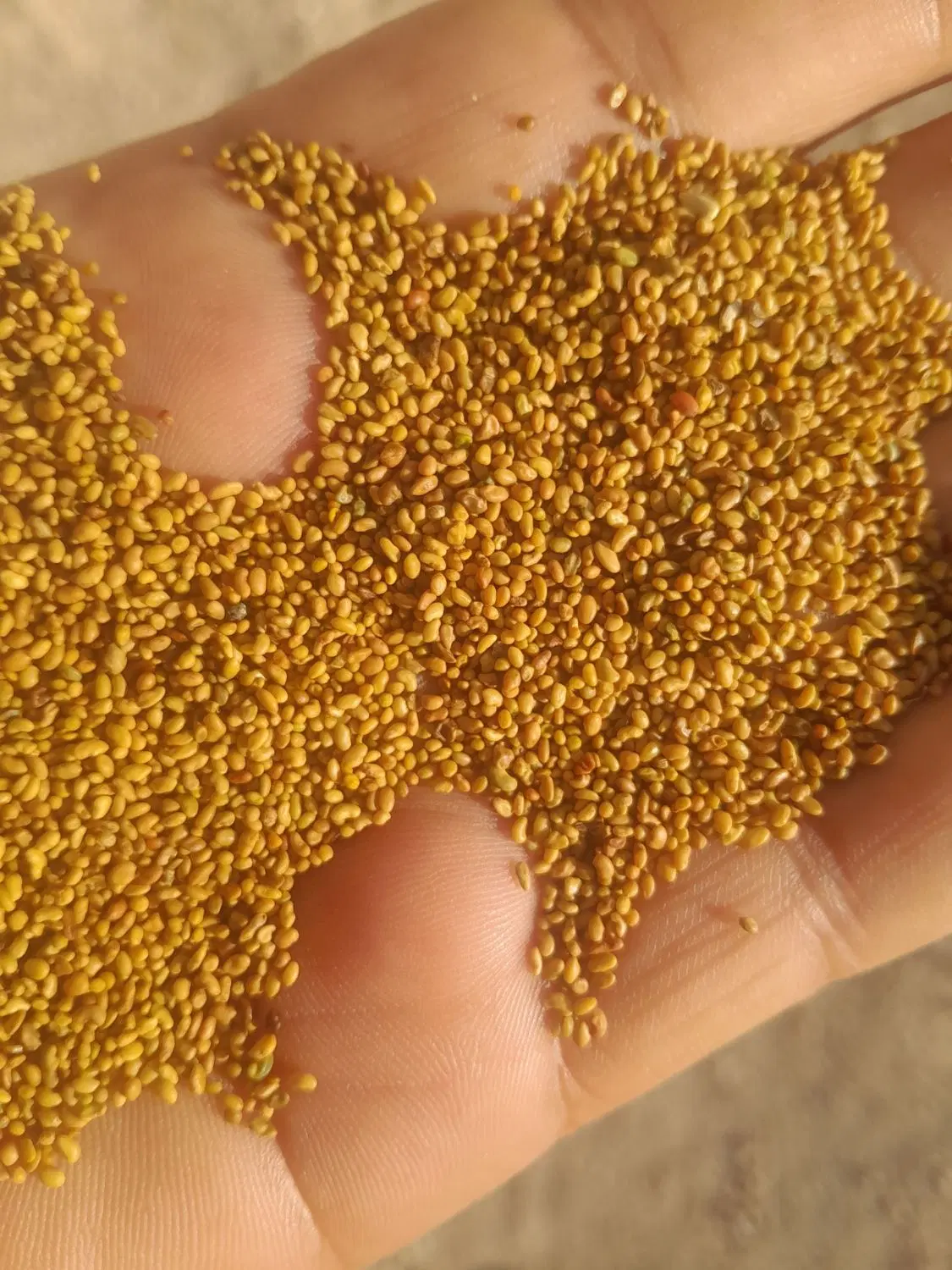 بذر یونجه