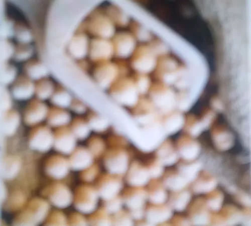 خریدار نخود و گندم وجو و دام گاو گوسفند