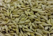 خریدوفروش محصولات کشاورزی گشنیز جو نخود