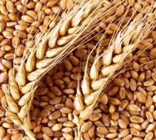 خریدوفروش محصولات کشاورزی گشنیز جو نخود