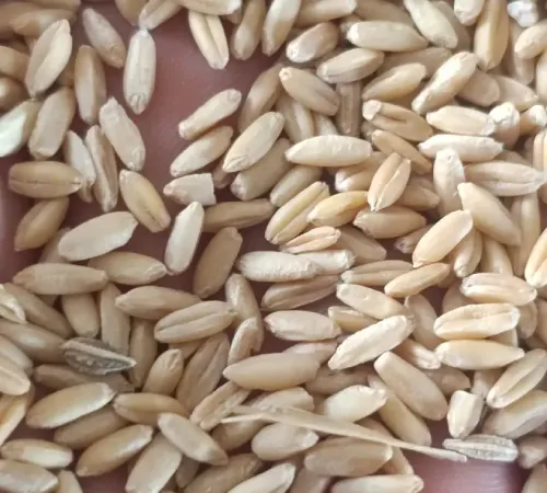 گندم خریدارم نقدی