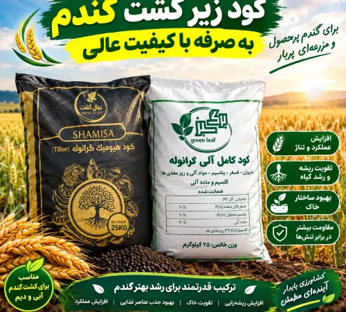 کود زیر کشت گندم